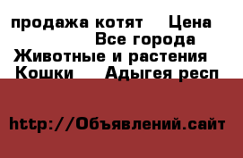 продажа котят  › Цена ­ 15 000 - Все города Животные и растения » Кошки   . Адыгея респ.